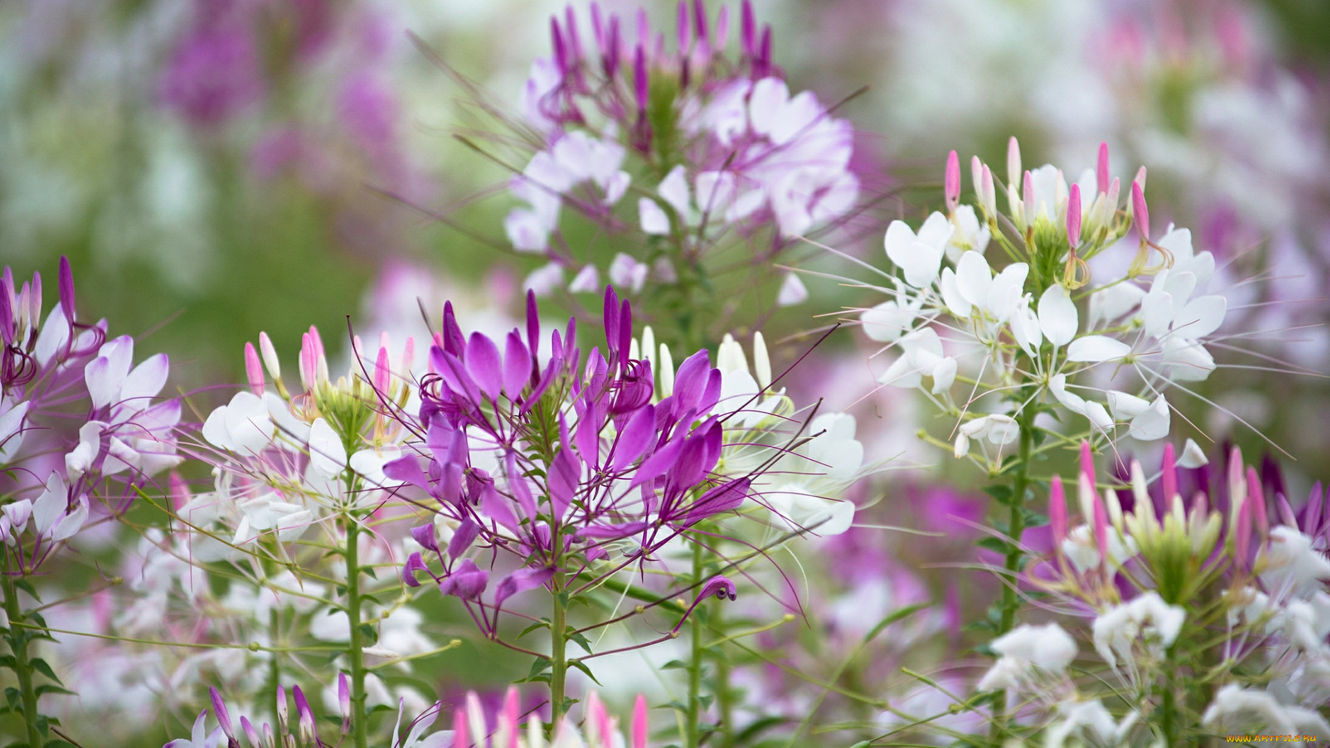 цветы, клеомы, фиолетово-белый, цветок, цветение