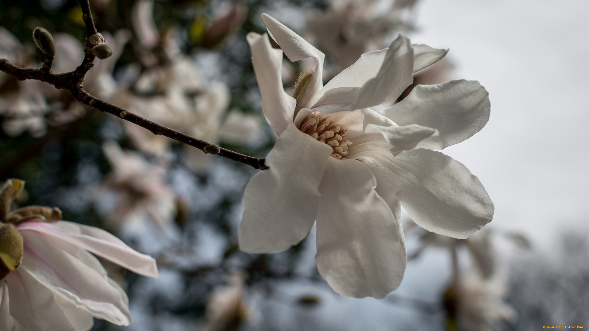 цветы, магнолии