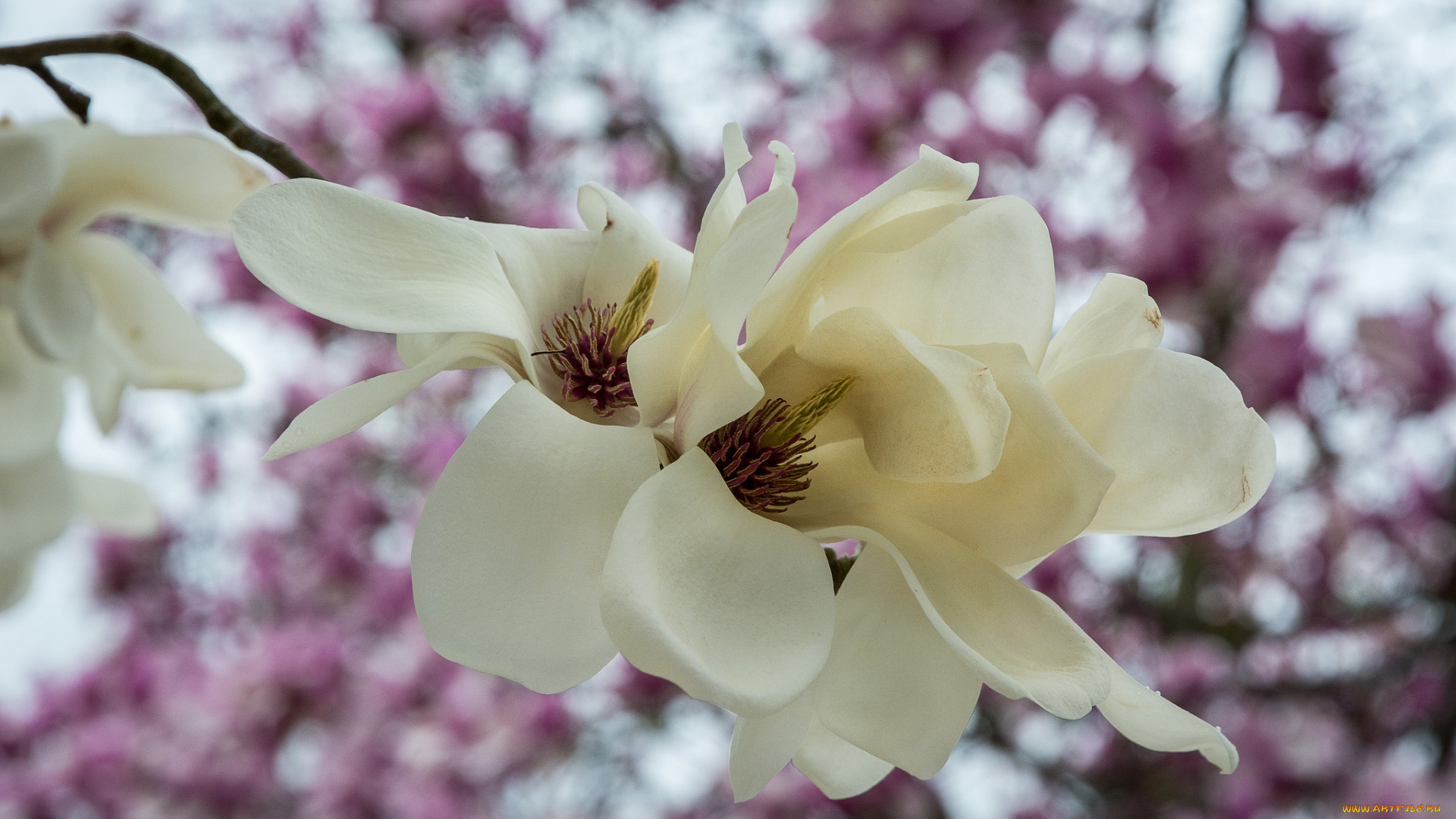 цветы, магнолии, магнолия