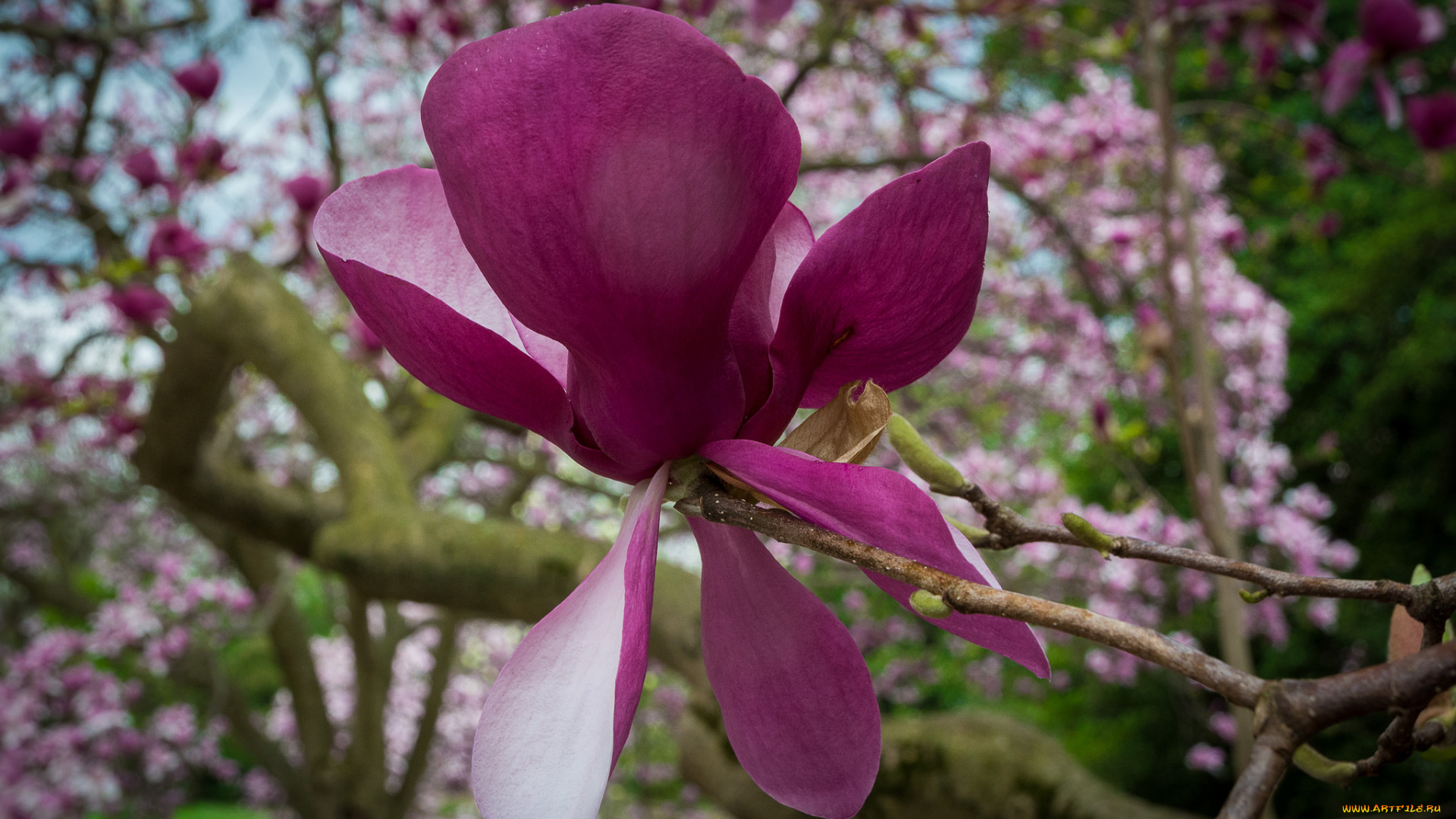 цветы, магнолии, магнолия