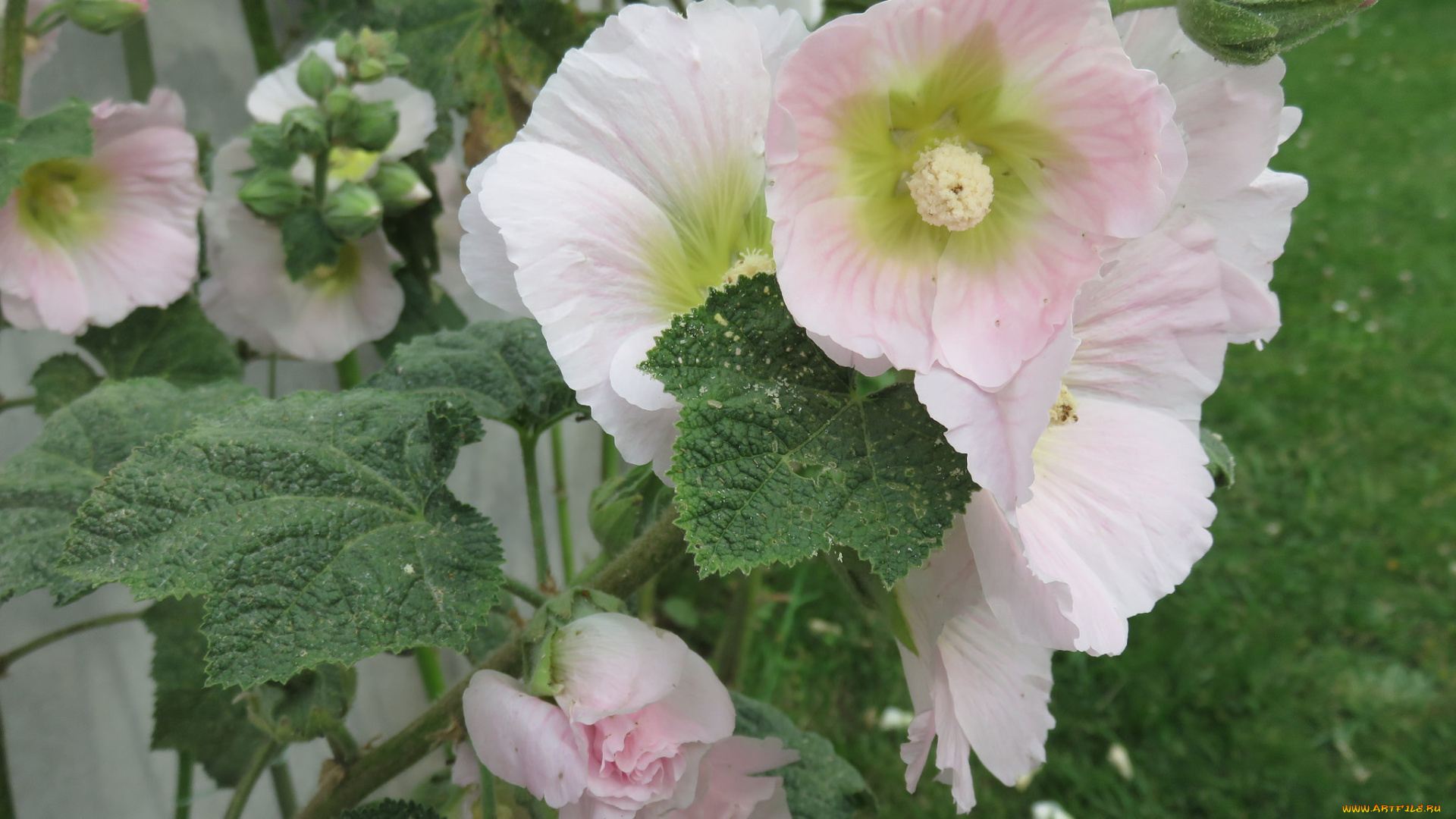 цветы, мальвы, листья, куст, мальва, лето, цветение