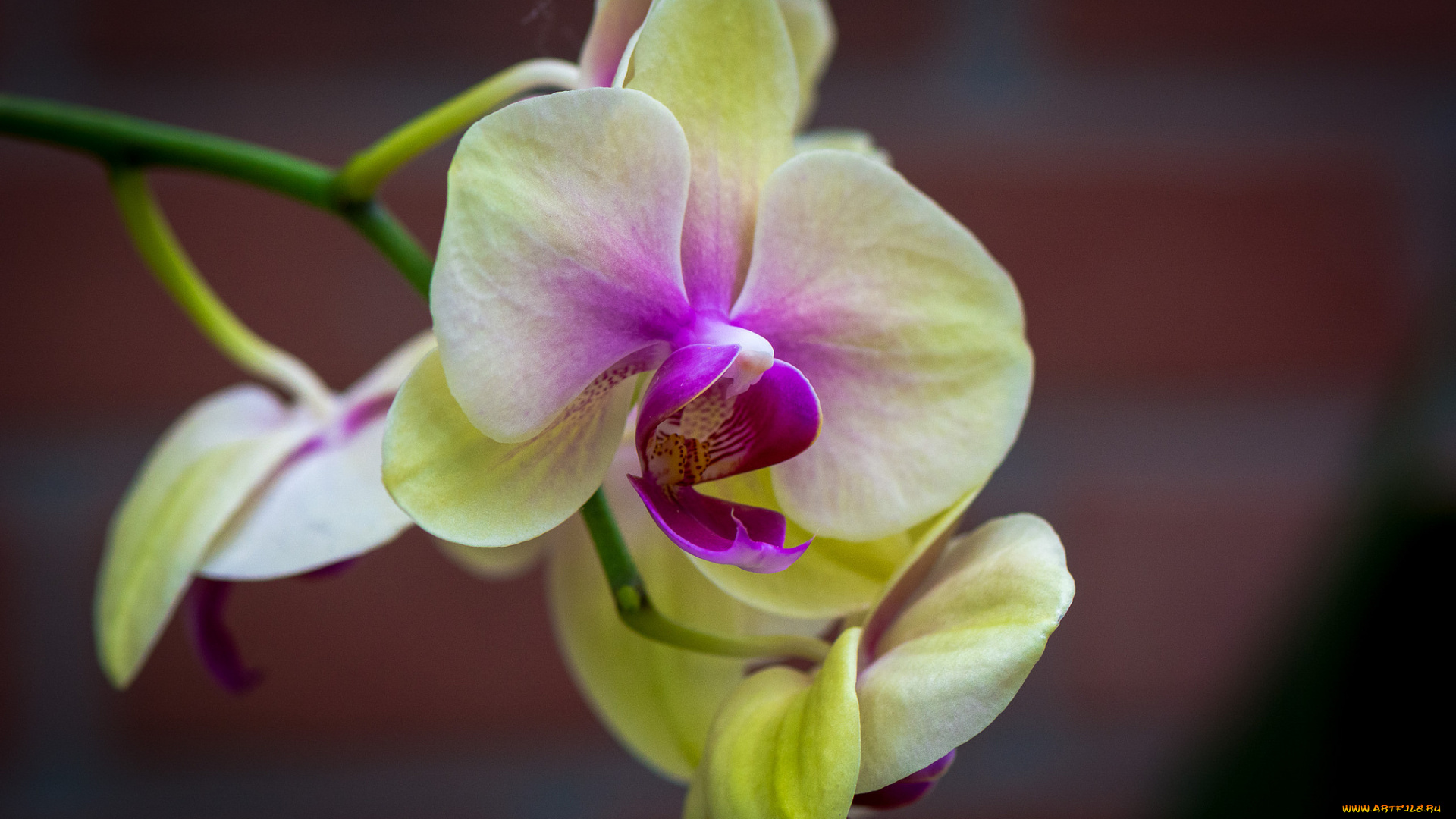 цветы, орхидеи, орхидея
