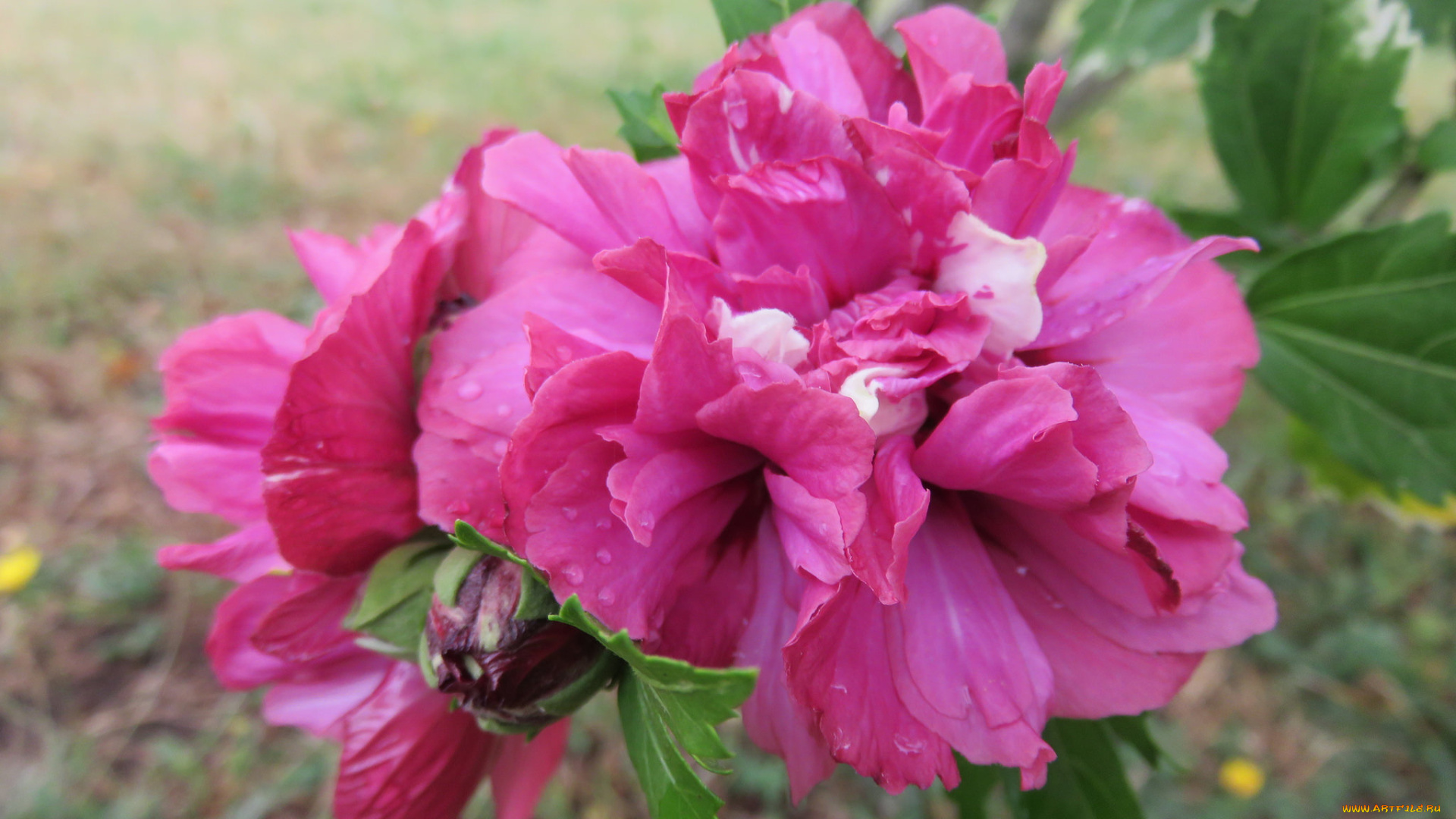 цветы, пионы, капли, розовый, листья, ветка