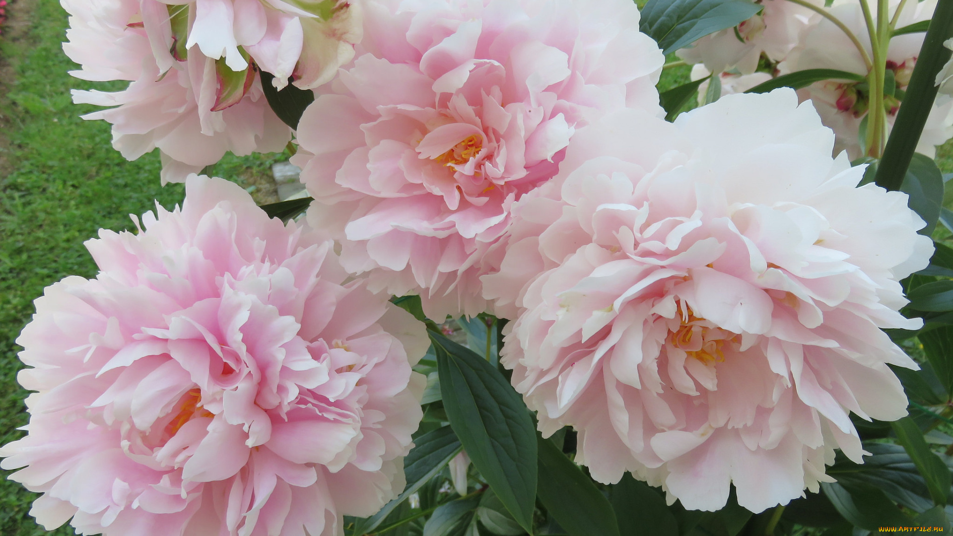 цветы, пионы, лепестки, бутон, пион, цветение, листья