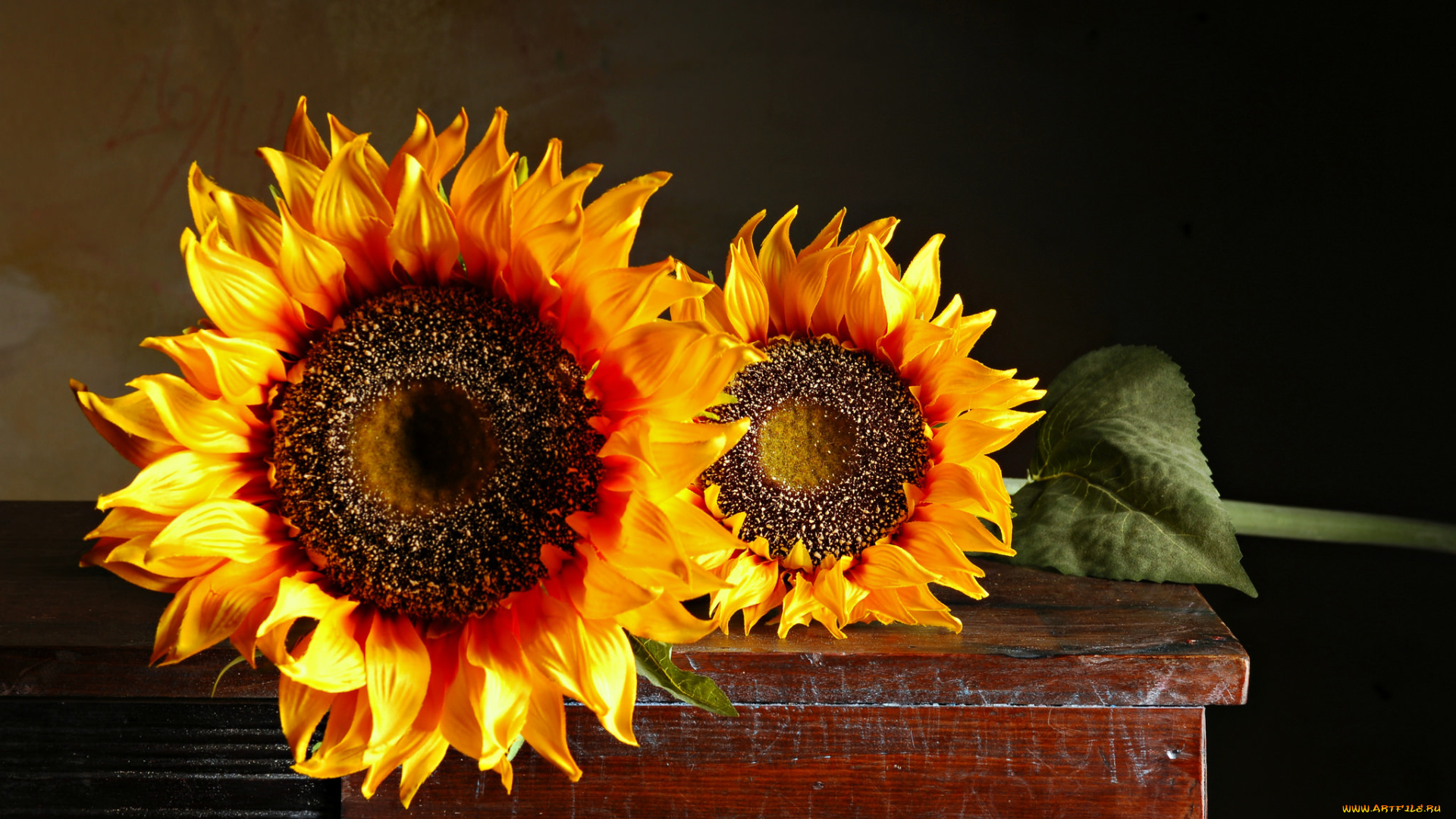 цветы, подсолнухи, ярко, лепестки, подсолнух, цветение