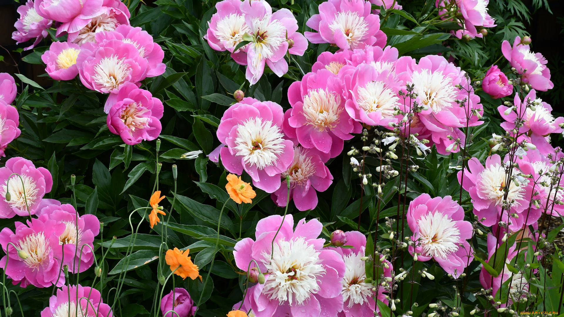 цветы, разные, вместе, лепестки, бутон, пион, цветение, листья