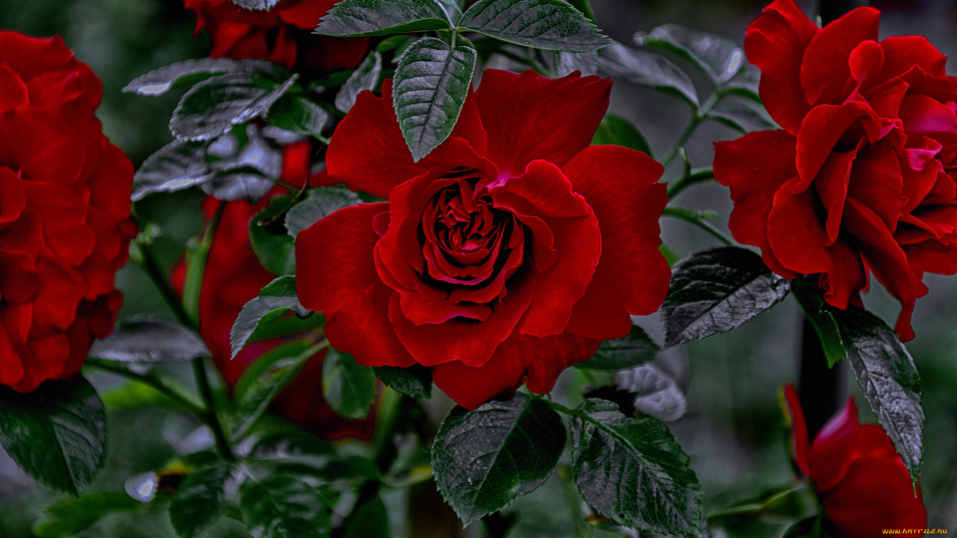 цветы, розы, blossoms, leaves, petals, bud, rose, цветение, листья, лепестки, бутон, роза