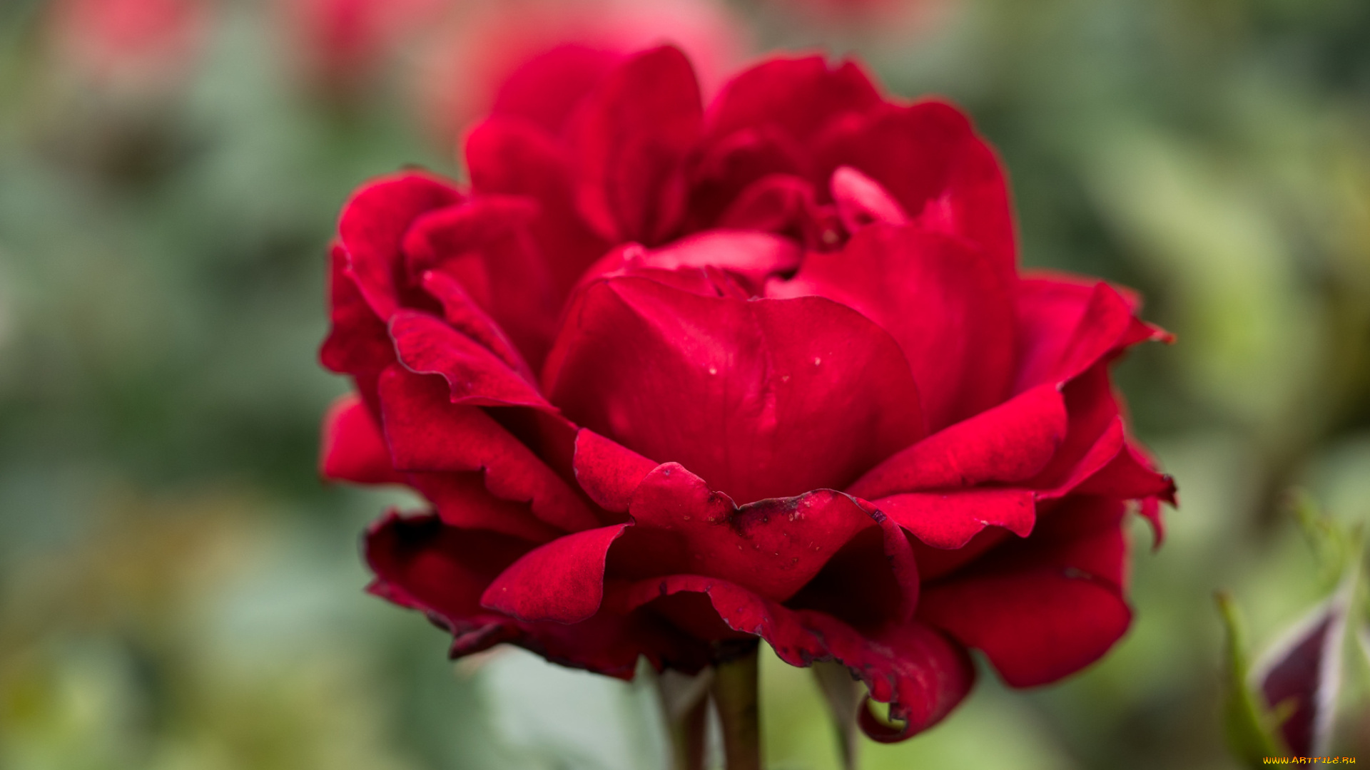 цветы, розы, цветение, листья, лепестки, бутон, роза, blossoms, leaves, petals, rose, bud