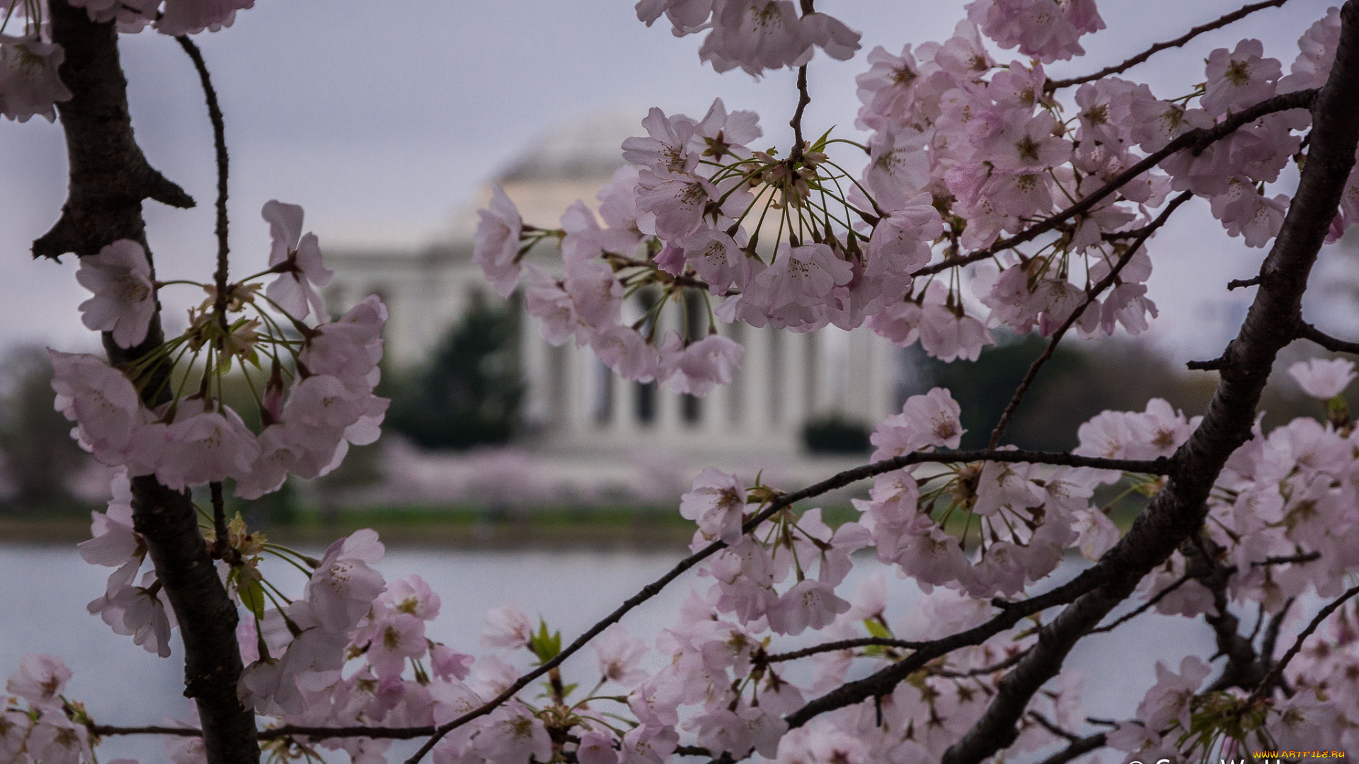цветы, сакура, , вишня