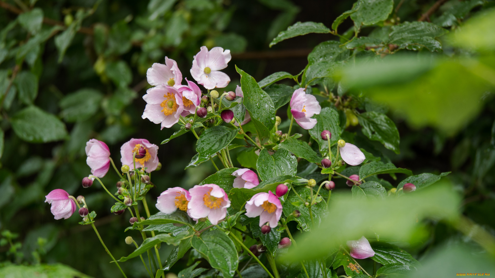цветы, шиповник, цветки, листья, куст, розовые
