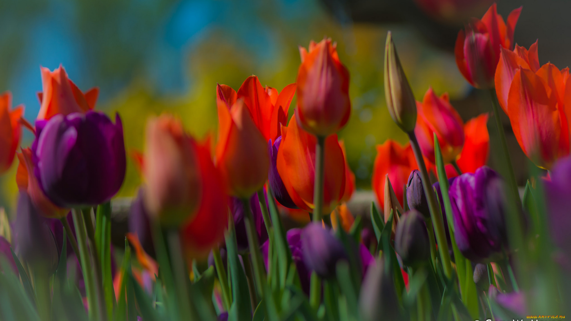 цветы, тюльпаны