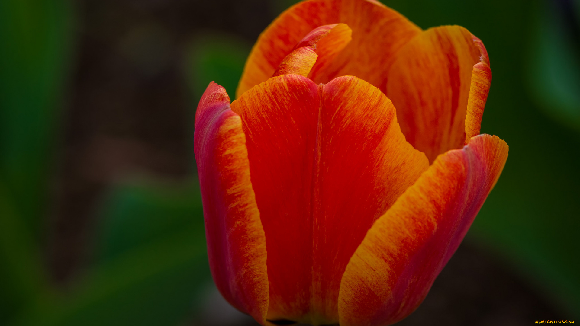 цветы, тюльпаны, оранжевый