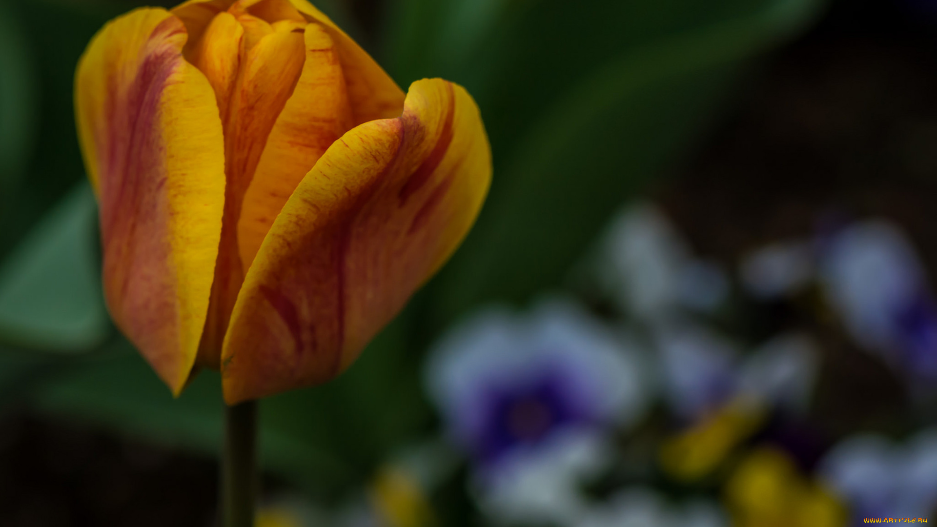 цветы, тюльпаны, тюльпан