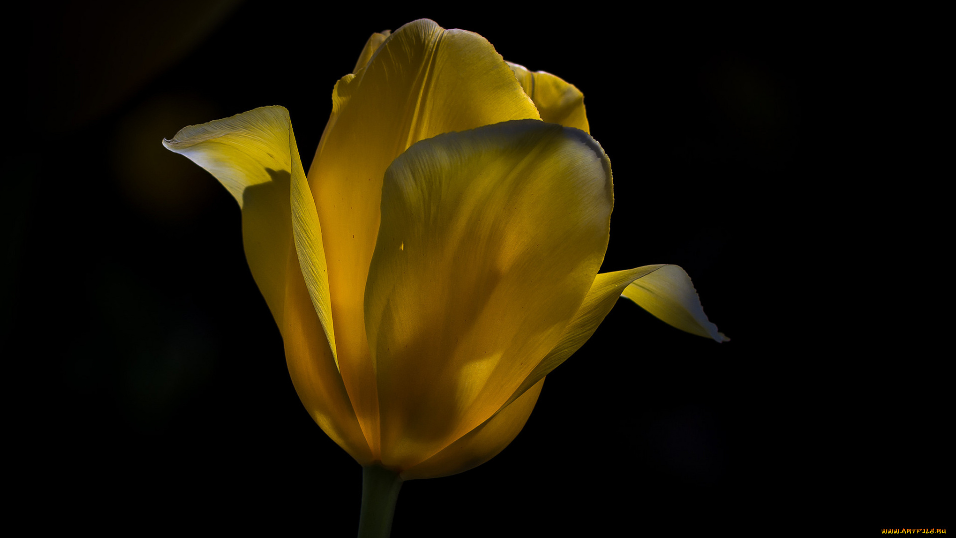 цветы, тюльпаны, жёлтый