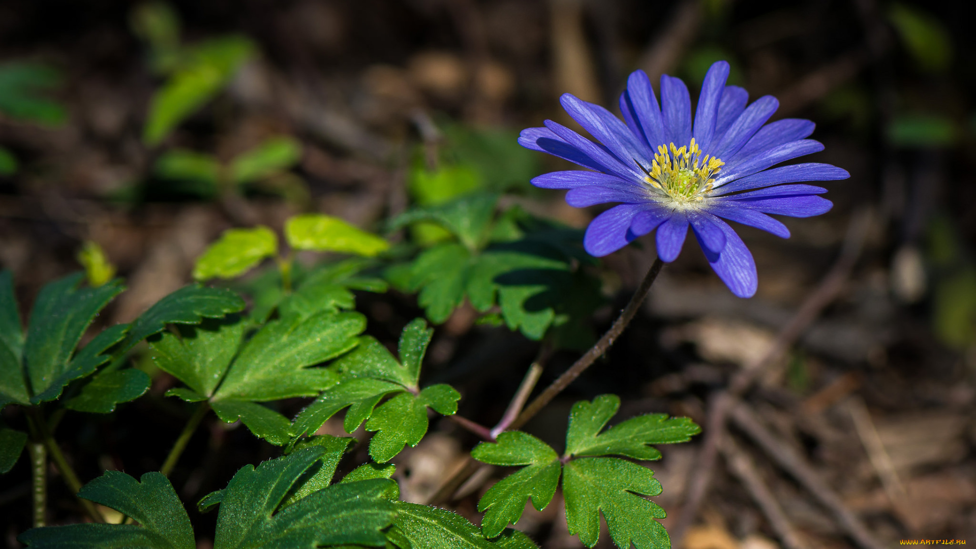 цветы, ветреницы, , печёночницы, синий