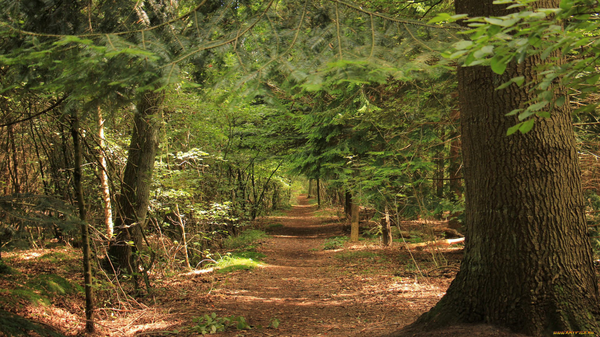 природа, дороги, тракт