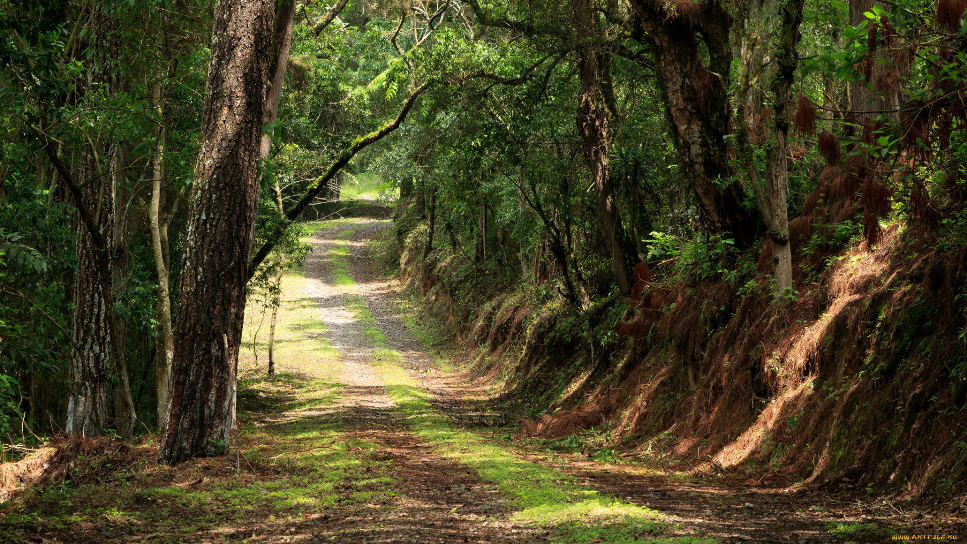 природа, дороги, тракт