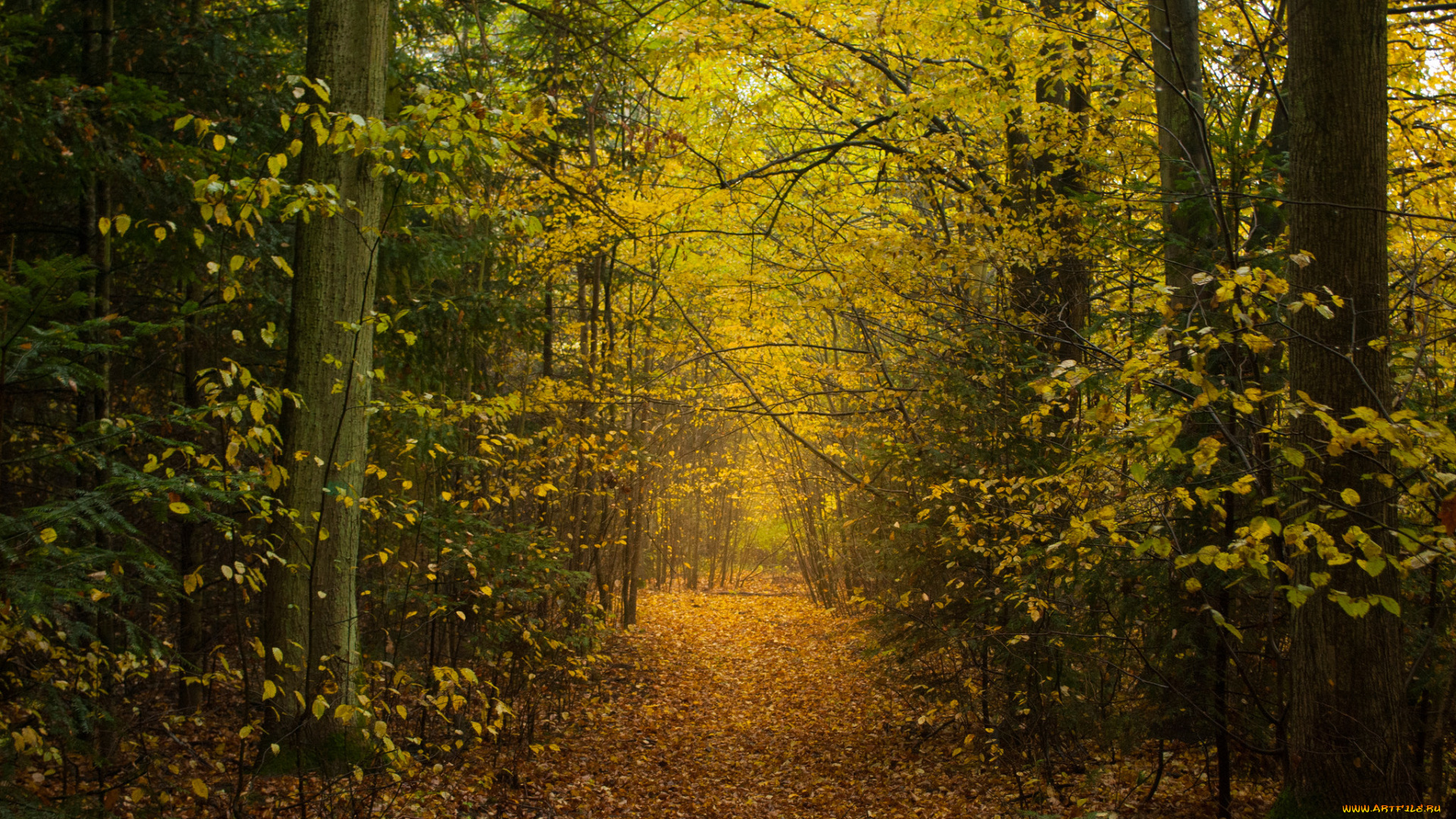 природа, дороги, тракт