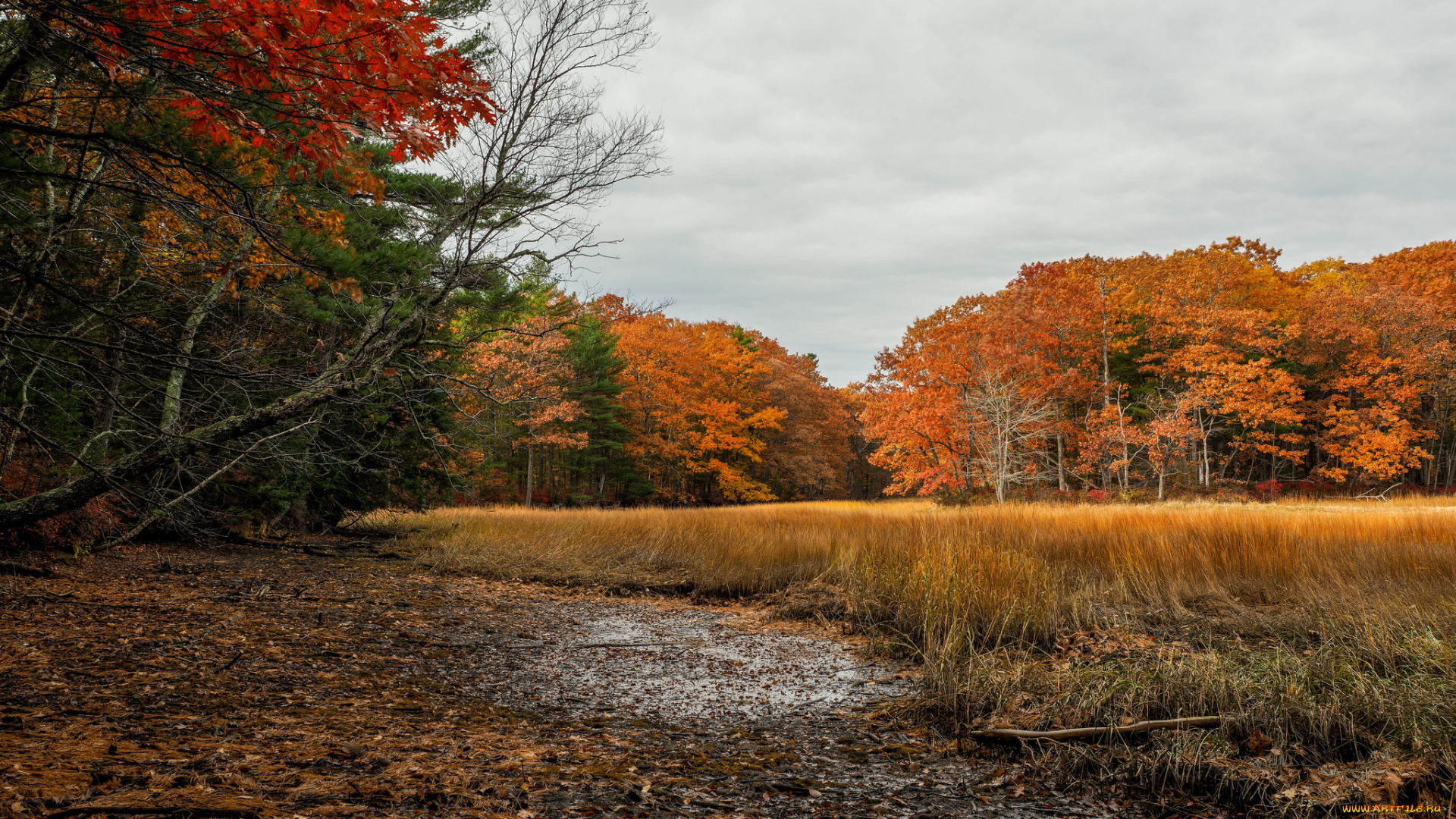 природа, лес, деревья