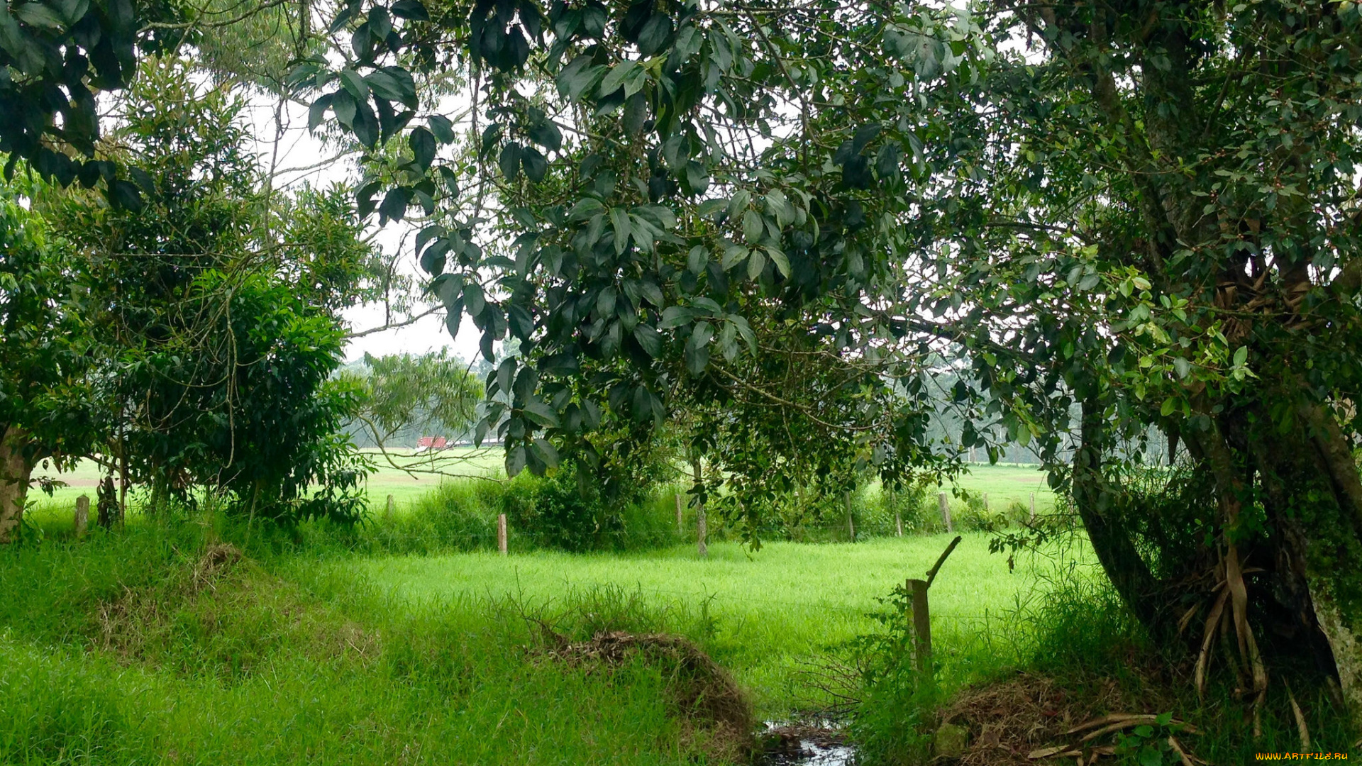 природа, лес, деревья