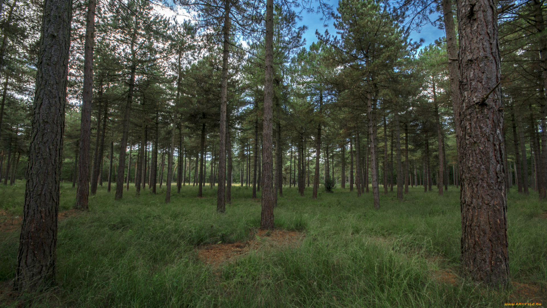 природа, лес, деревья