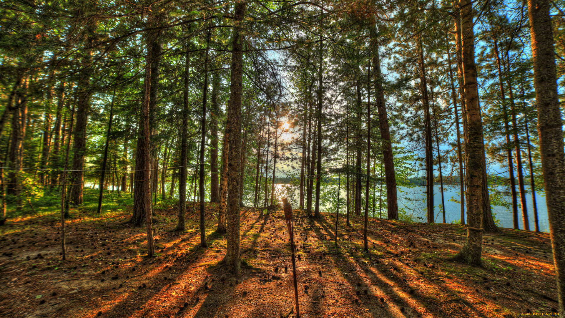 природа, лес, деревья