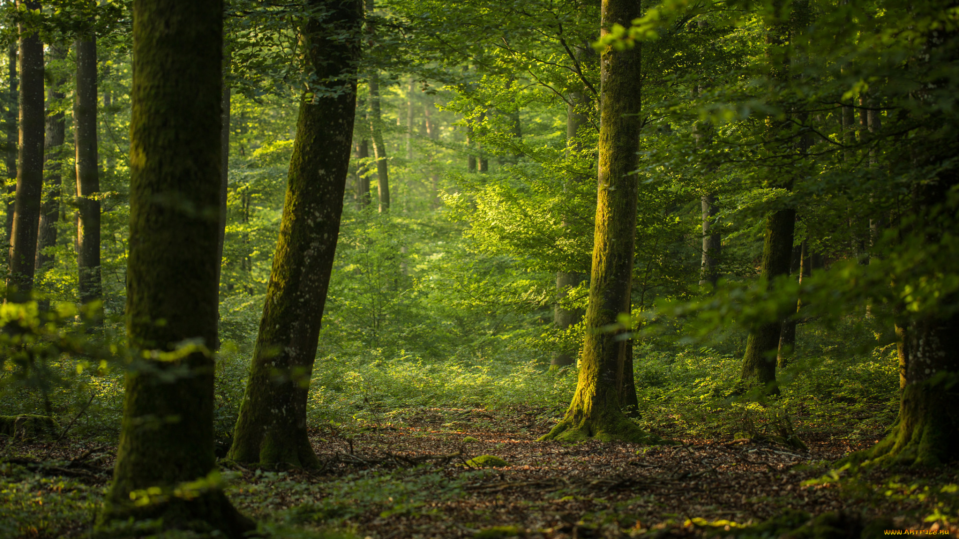 природа, лес, деревья