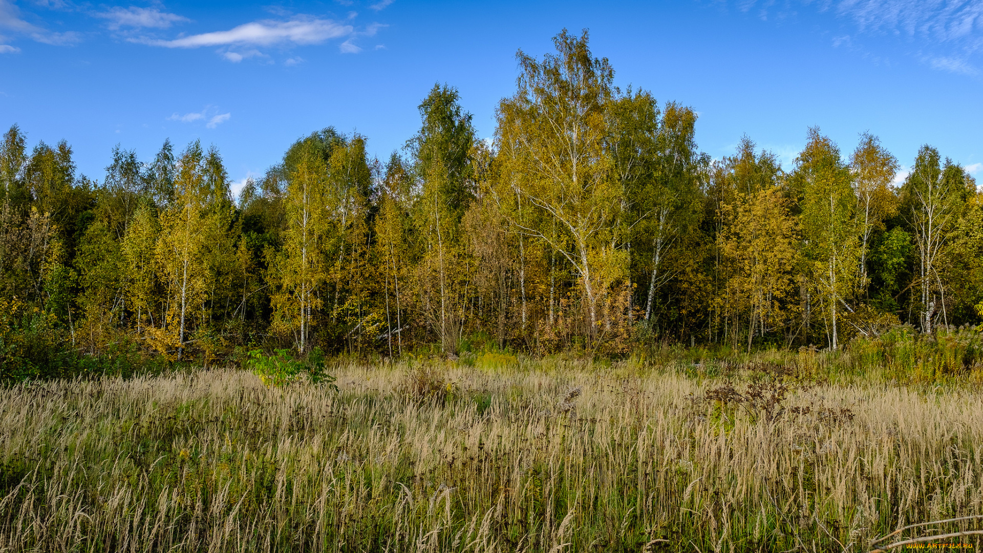 природа, лес, деревья