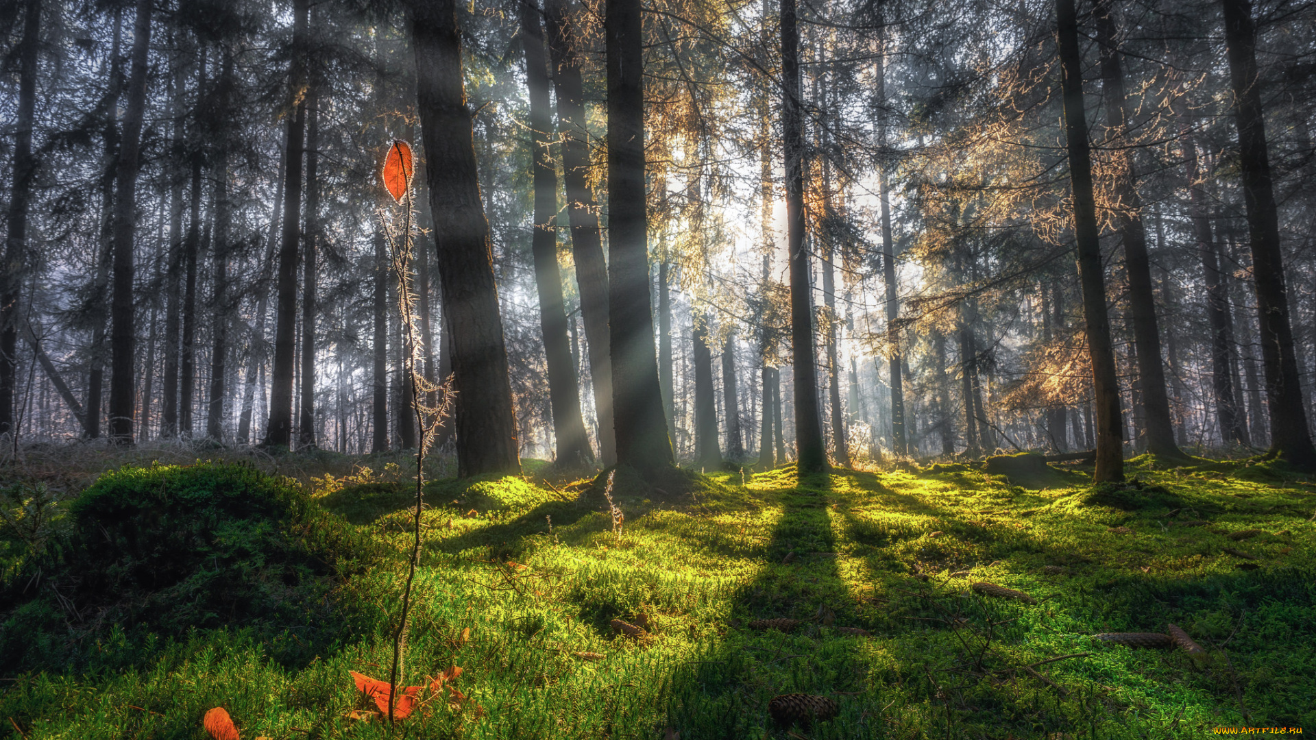 природа, лес, деревья