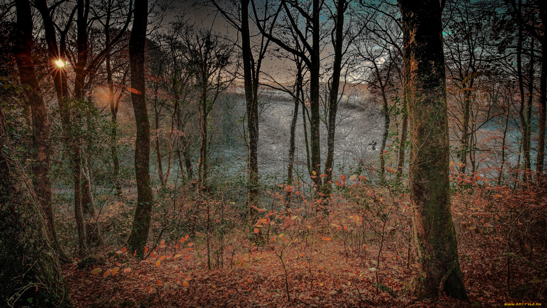 природа, лес, деревья