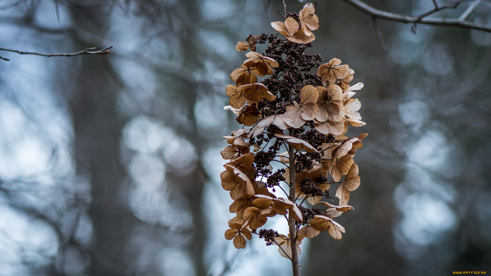 природа, макро