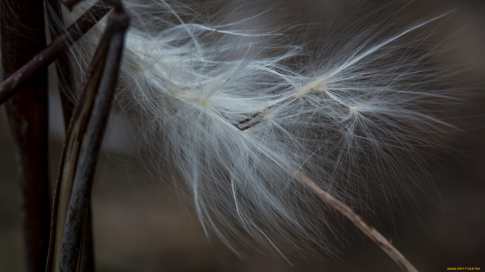 природа, макро