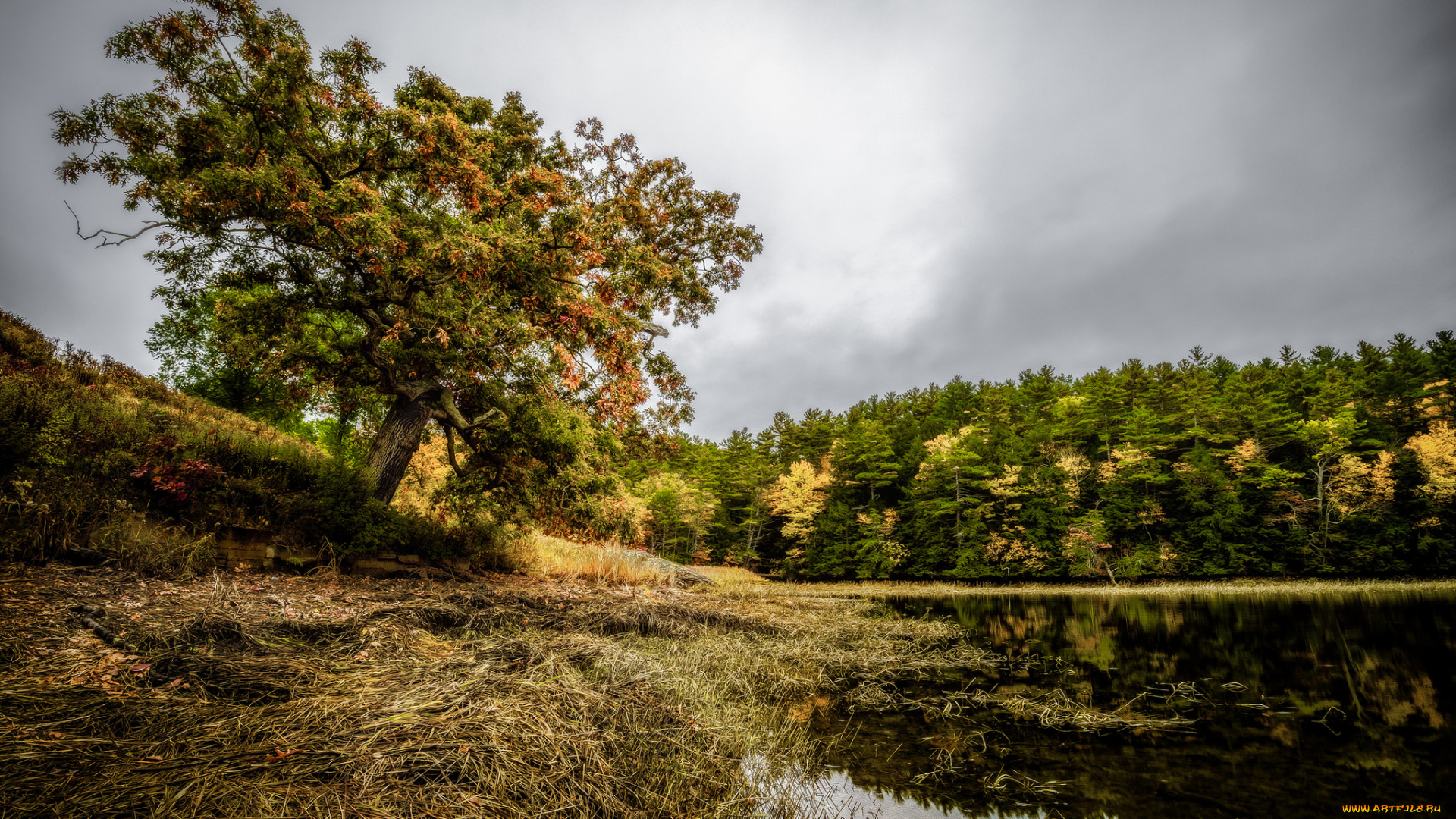 природа, реки, озера, лес, река