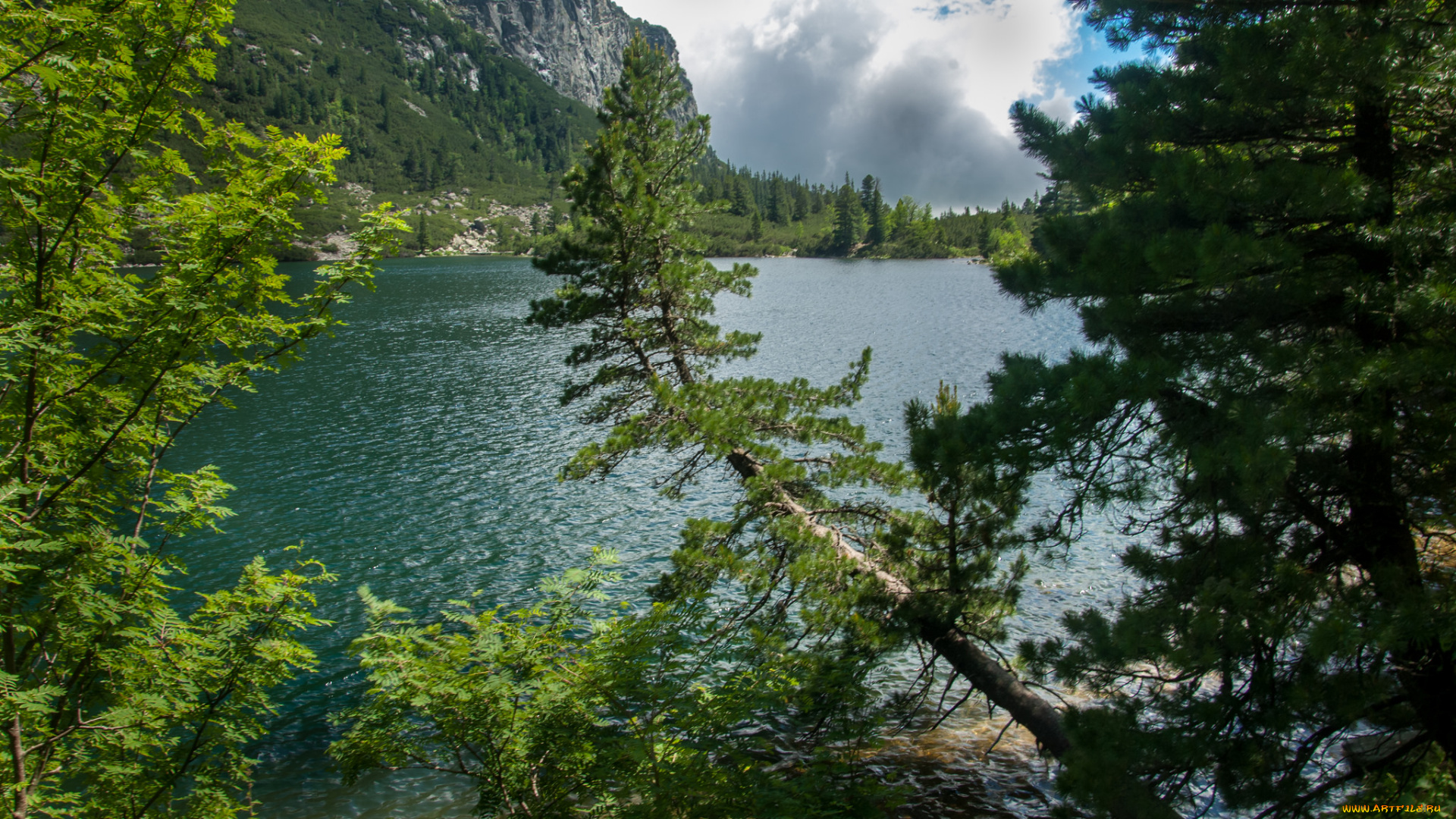 природа, реки, озера, лес, река