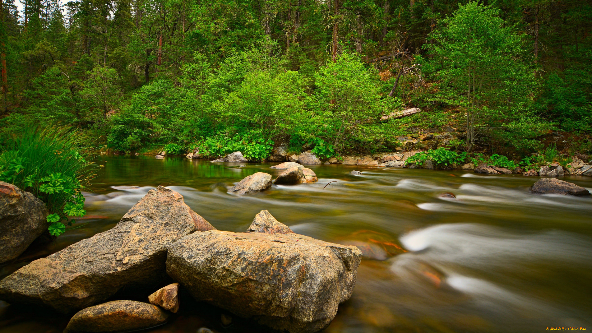 природа, реки, озера, река, лес