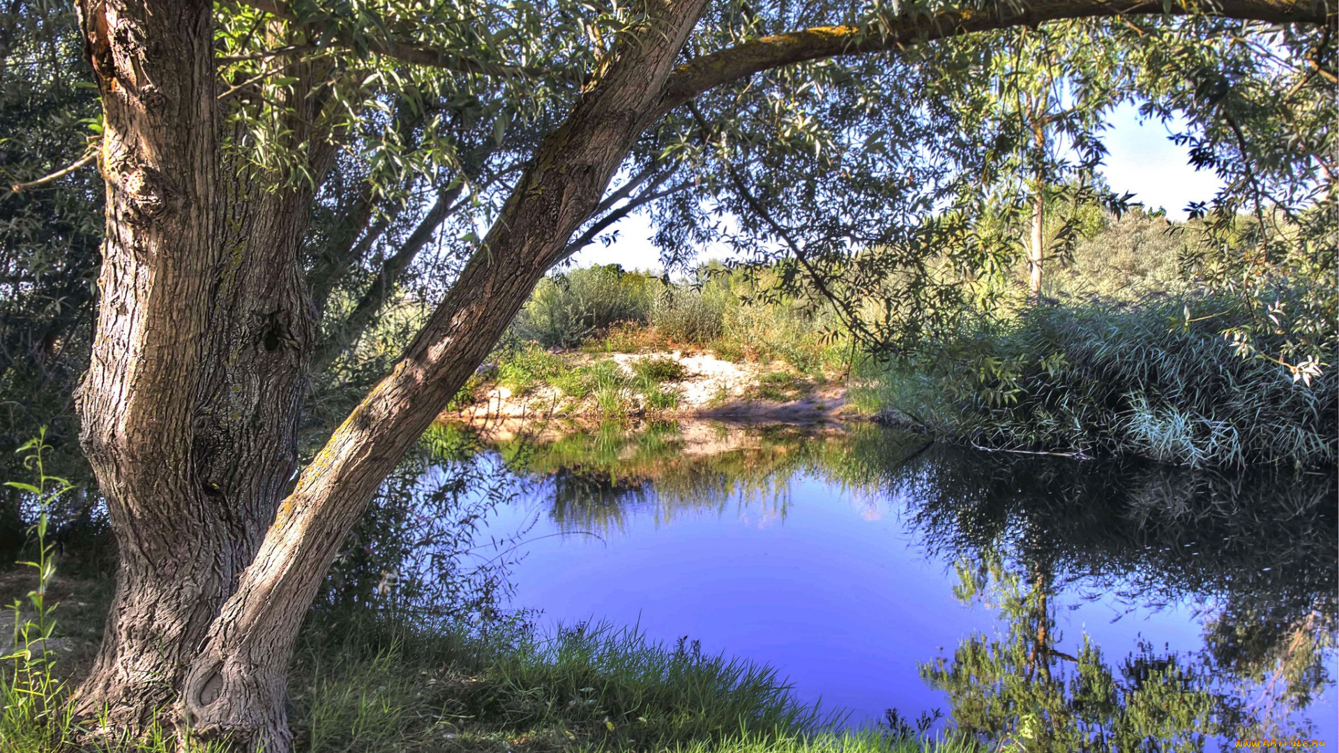 природа, реки, озера, река, лес