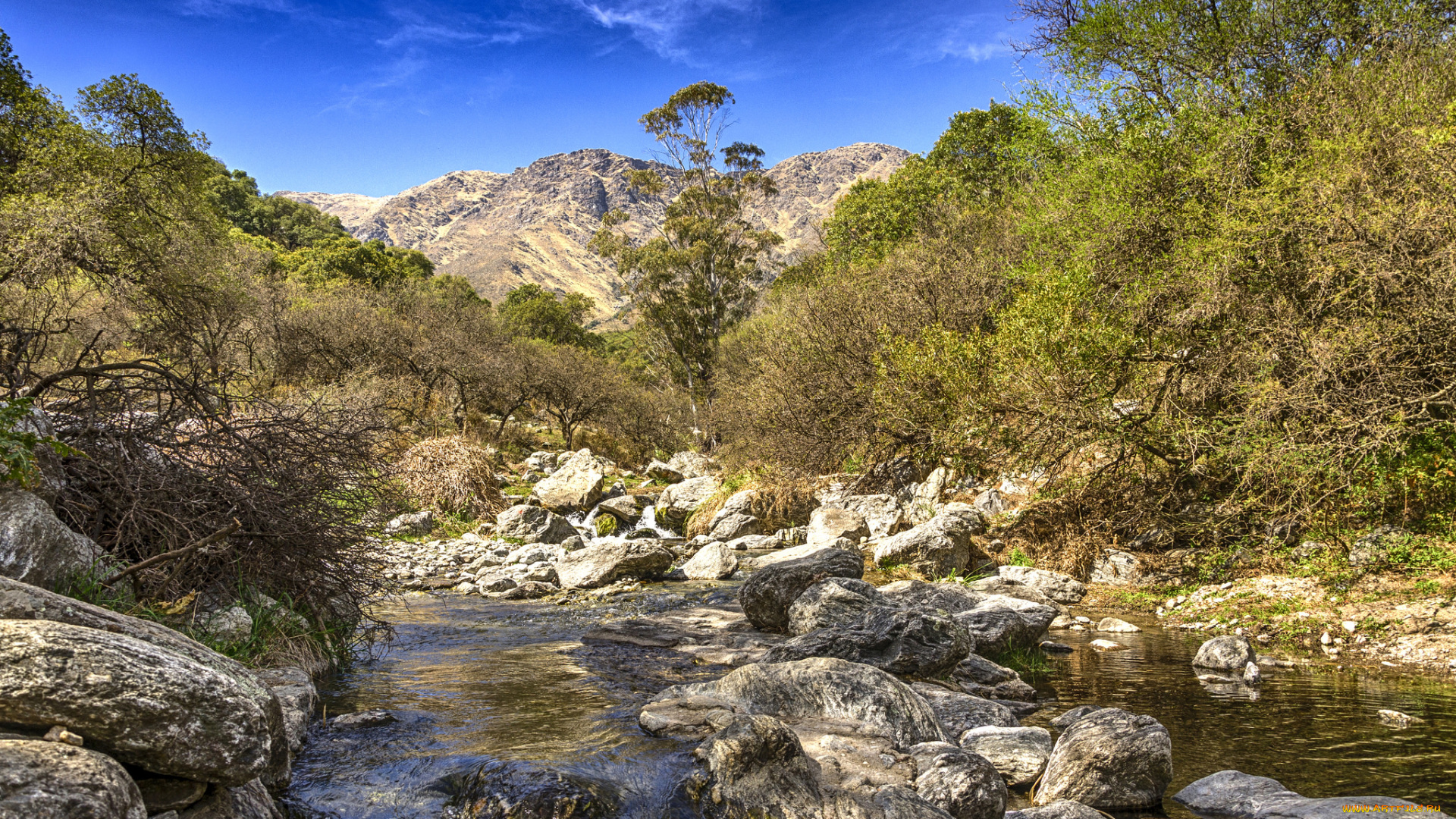 природа, реки, озера, река, лес