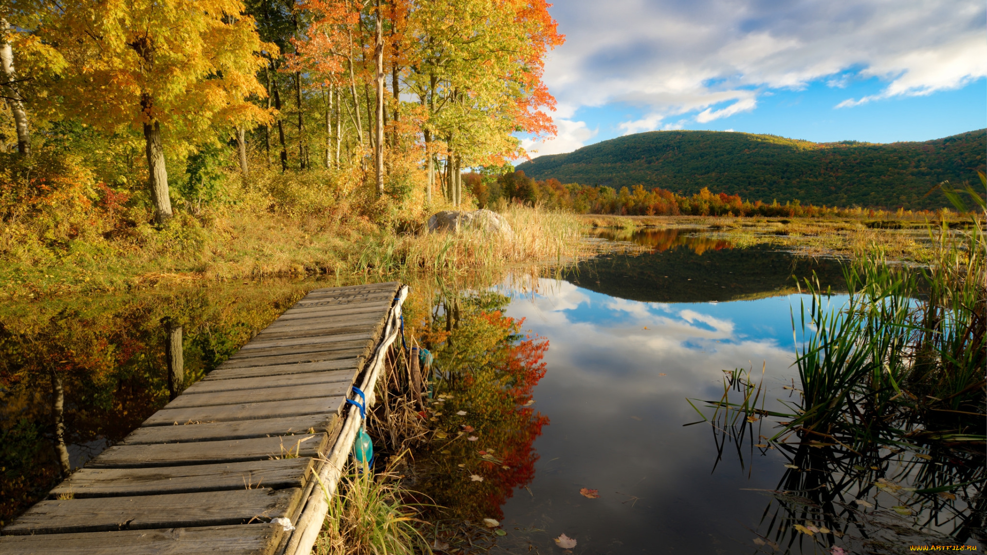 природа, реки, озера, река, лес