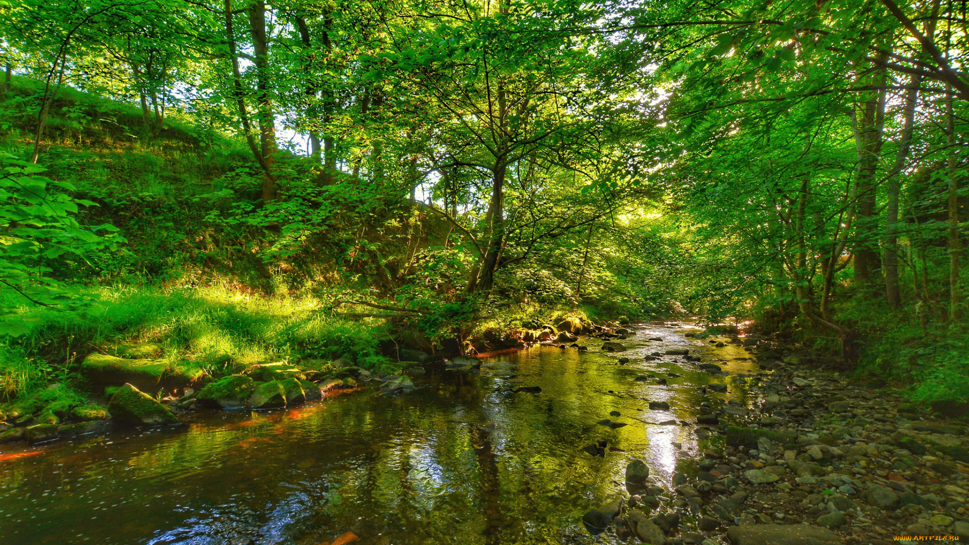 природа, реки, озера, река, лес