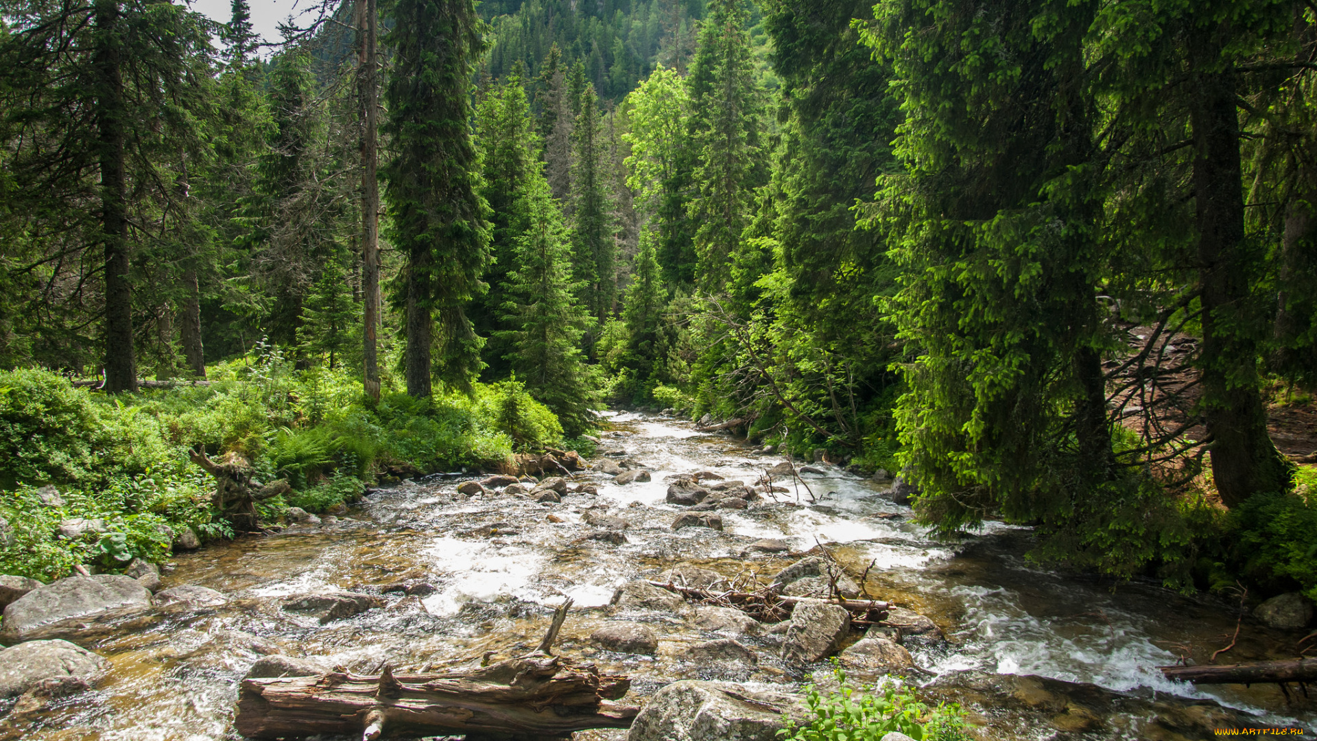 природа, реки, озера, река, лес