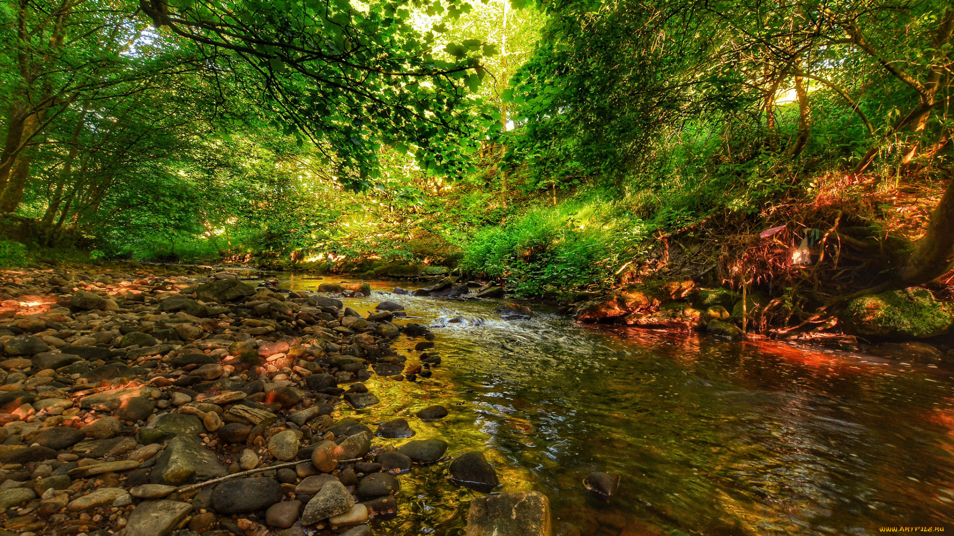 природа, реки, озера, река, лес