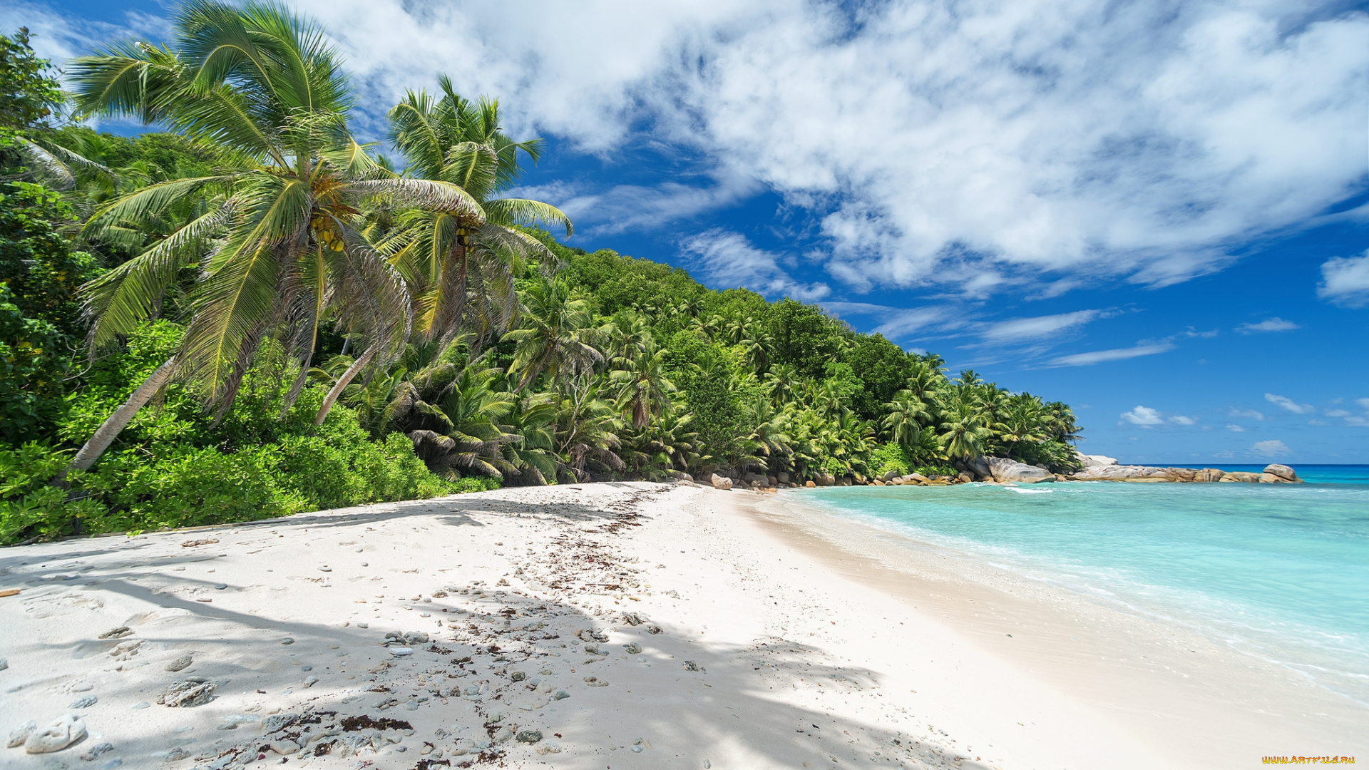 природа, тропики, курорт