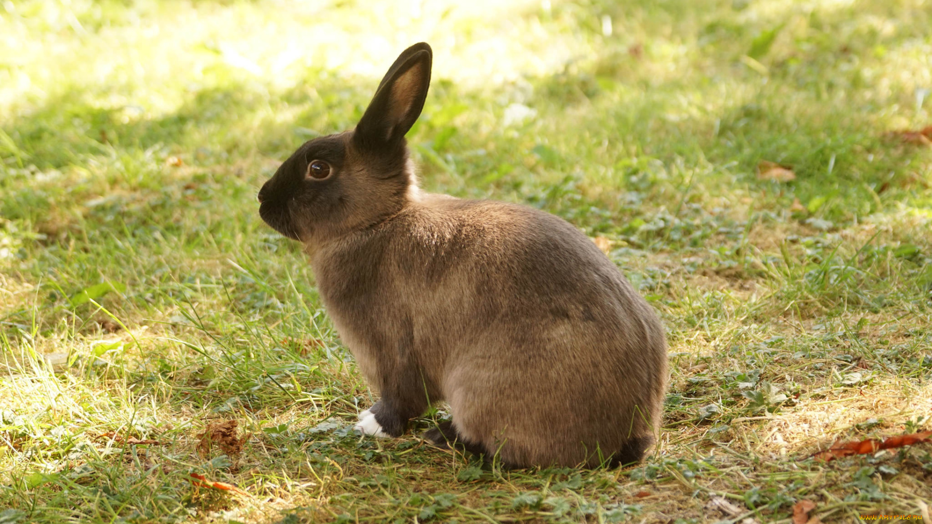 животные, кролики, , зайцы, забавный, ушки, трава, кролик