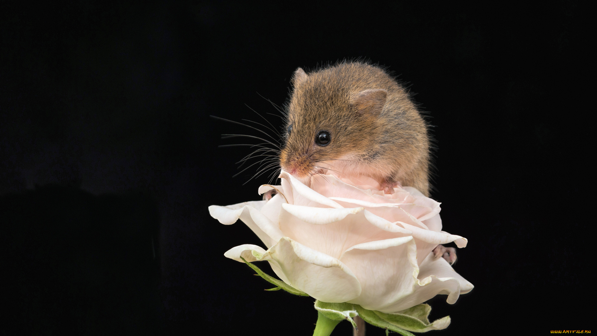 животные, крысы, , мыши, макро, мышка, роза, фон