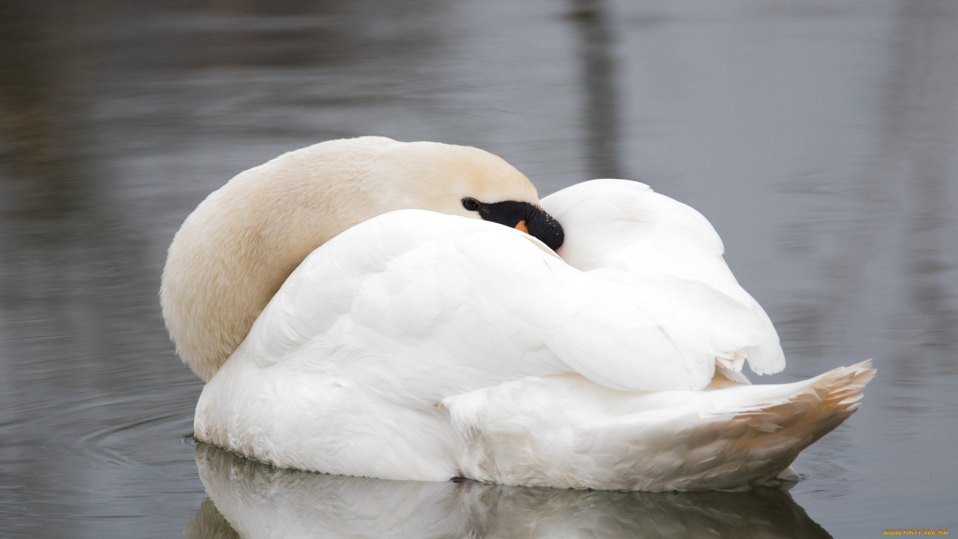 животные, лебеди, белый, красивый, лебедь, отдых, сон, вода