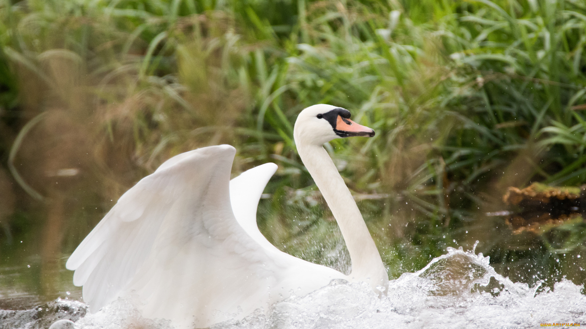 животные, лебеди, белый, крылья, красота, лебедь, вода