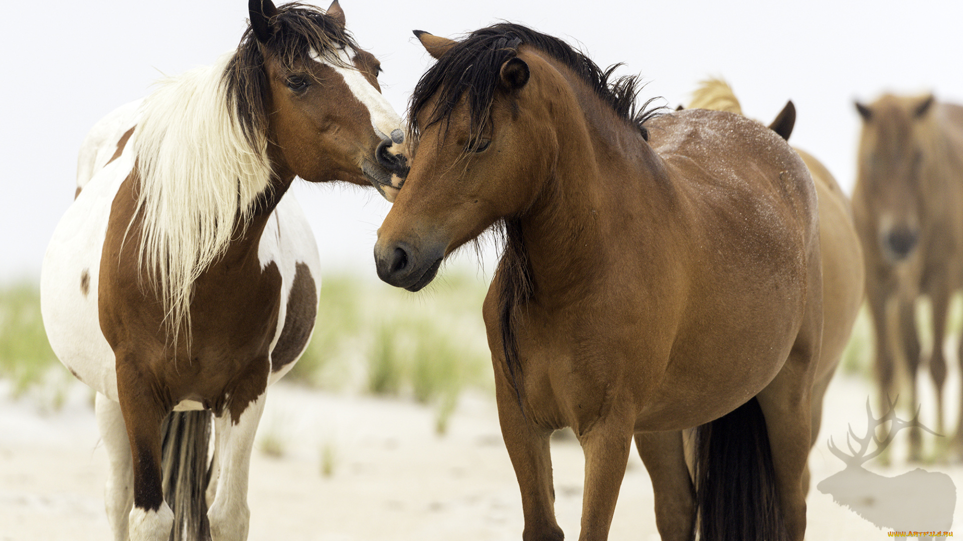 животные, лошади, лошадь, окрас, грива, большая