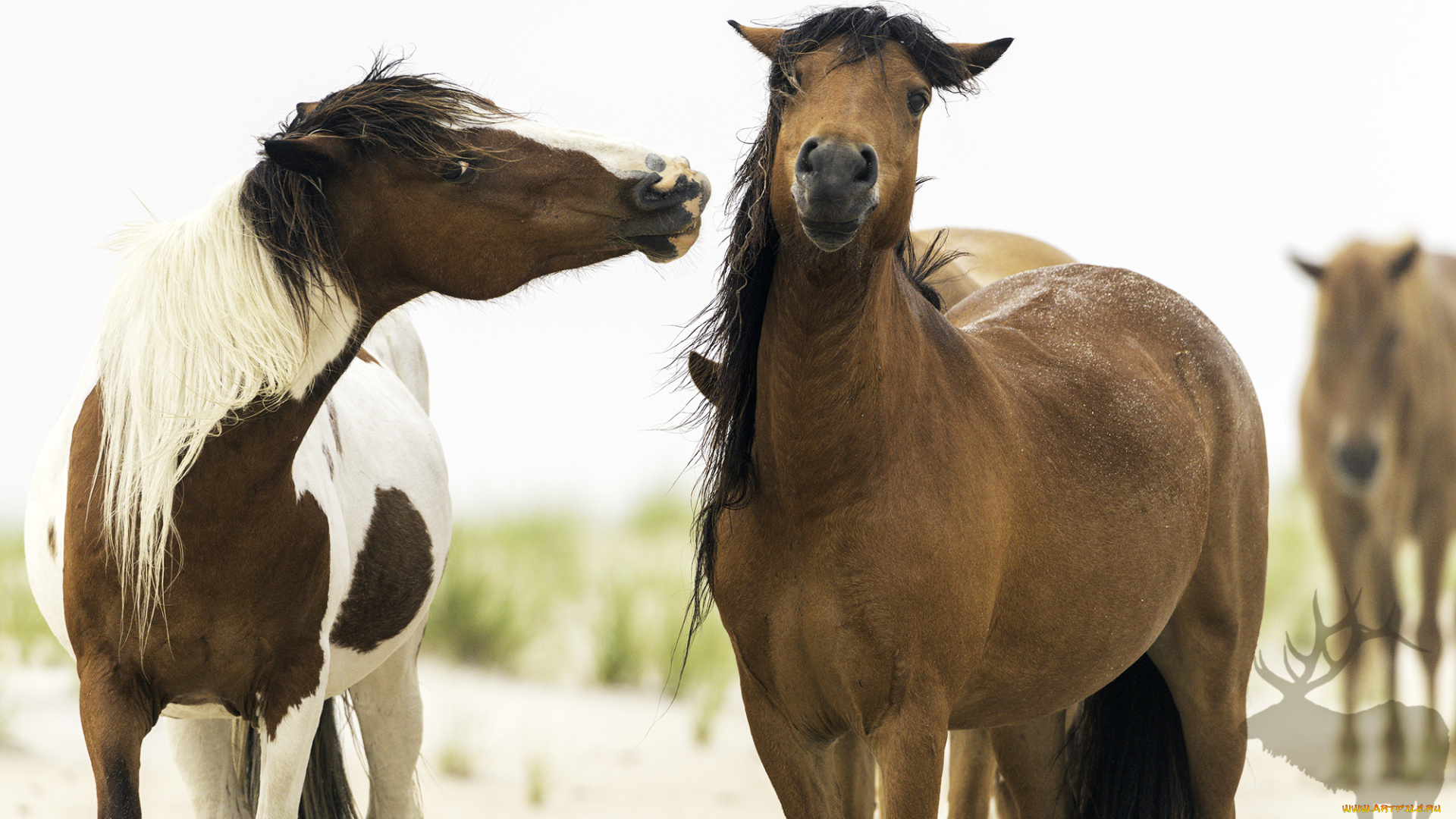 животные, лошади, лошадь, окрас, грива, хвост