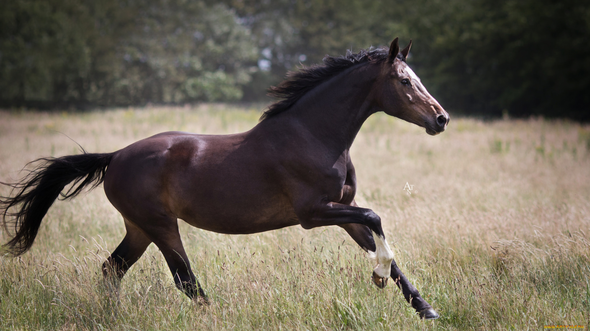 животные, лошади, поле, животное, трава, хвост, грива, лошадь