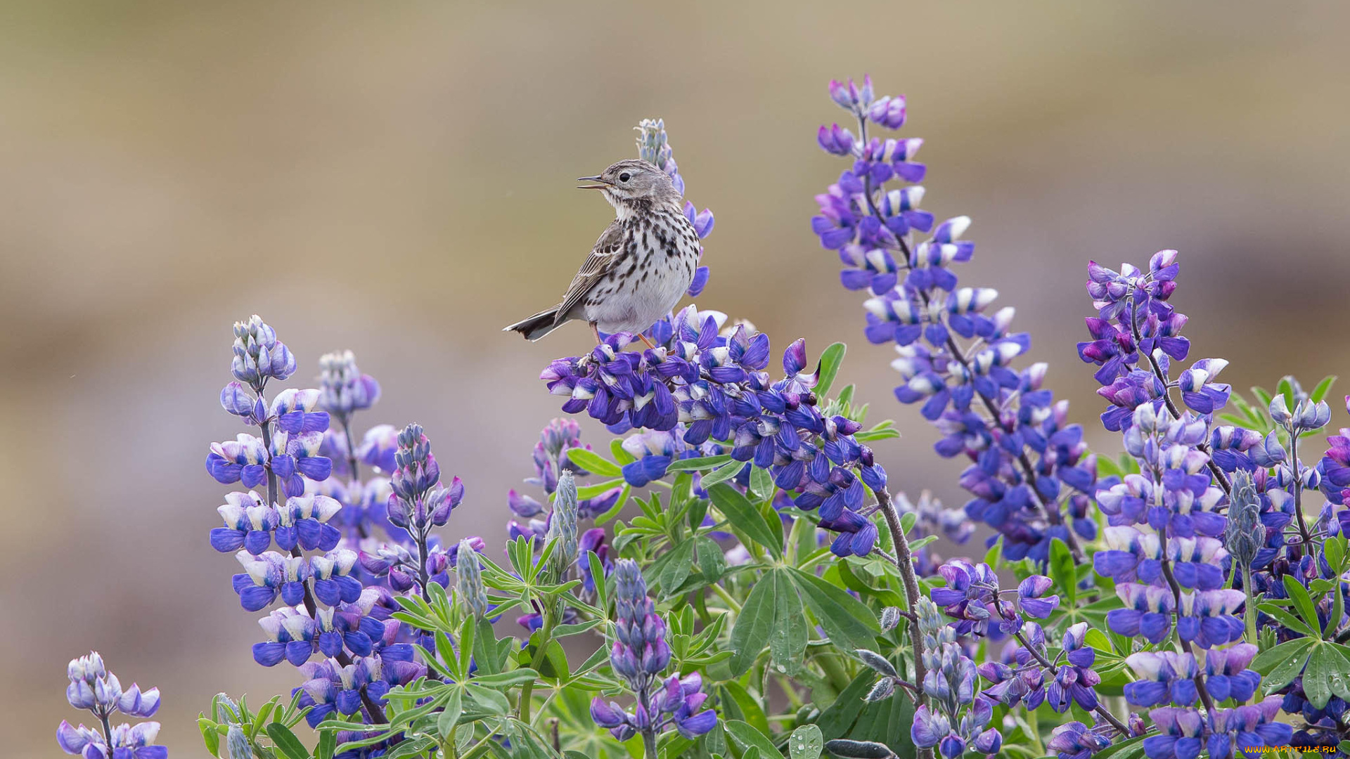 животные, птицы, лапки, клюв, окрас, перья, птица